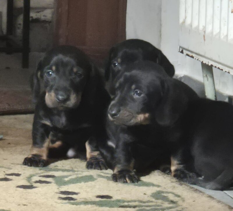 Disponibili 4 baietei Teckel standard (soricar)