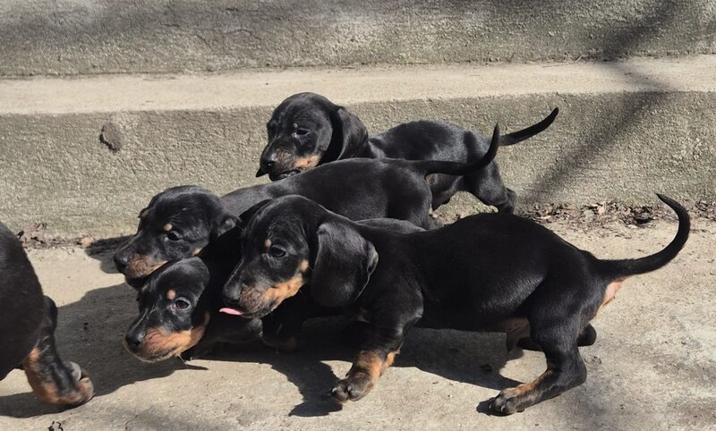 Disponibili 4 baietei Teckel standard (soricar)