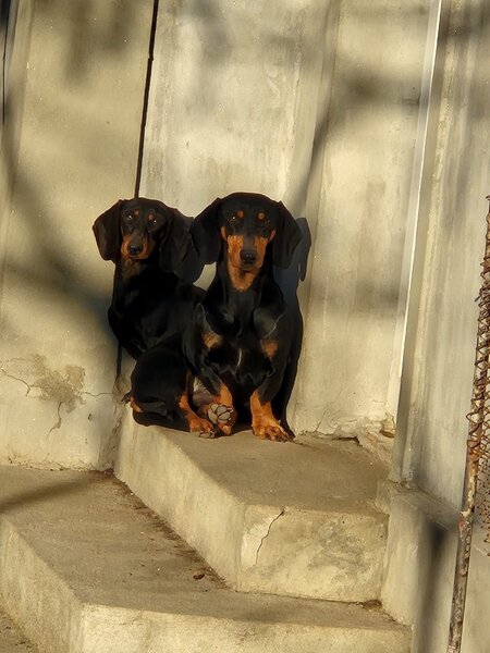 Disponibili 4 baietei Teckel standard (soricar)