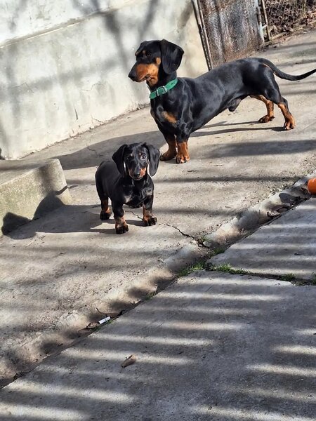 Disponibili 4 baietei Teckel standard (soricar)