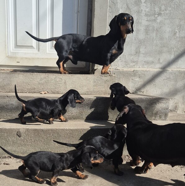 Disponibili 4 baietei Teckel standard (soricar)