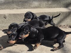 Disponibili 4 baietei Teckel standard (soricar)